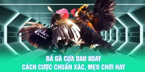 Đá Gà Cựa Dao 8DAY