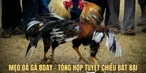 mẹo đá gà 8day
