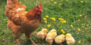 mơ thấy gà đánh con gì 8day